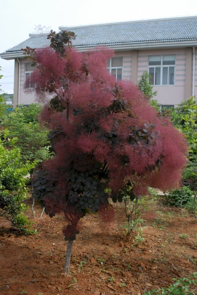 smoke tree 'Royal Purple'