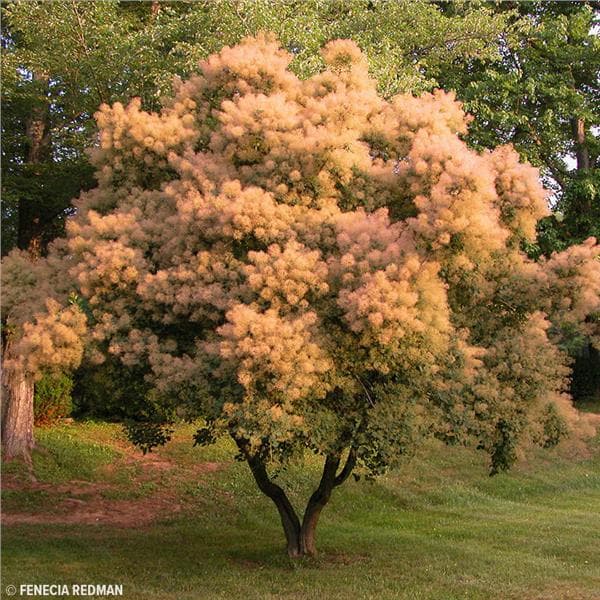 smoke tree 'Royal Purple'