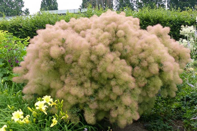 smoke tree 'Royal Purple'