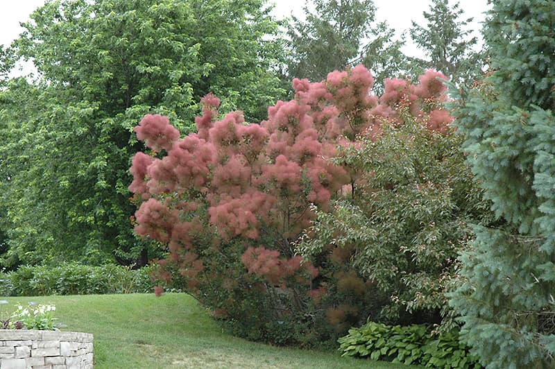 smoke tree 'Royal Purple'