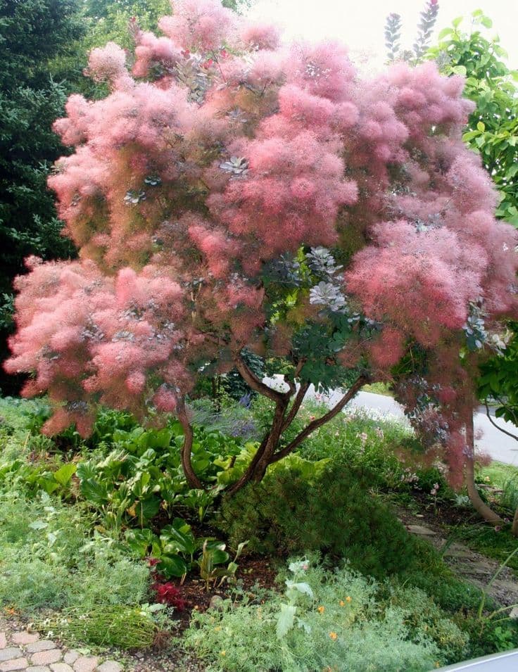 smoke tree 'Royal Purple'