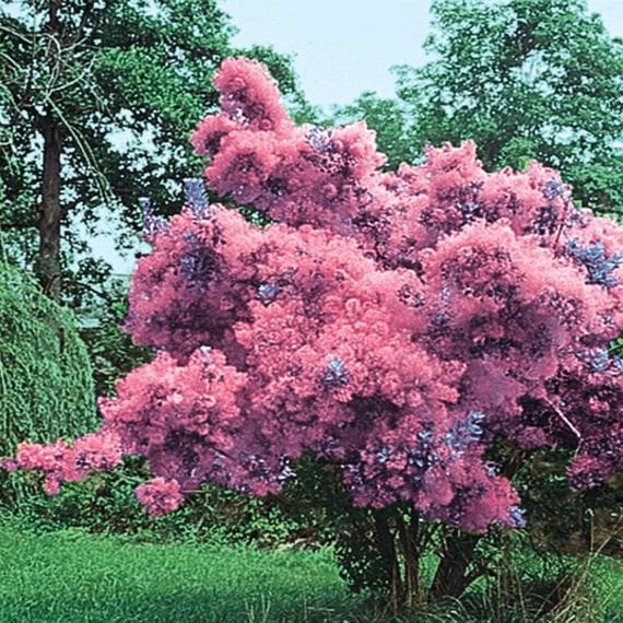 smoke tree 'Young Lady'