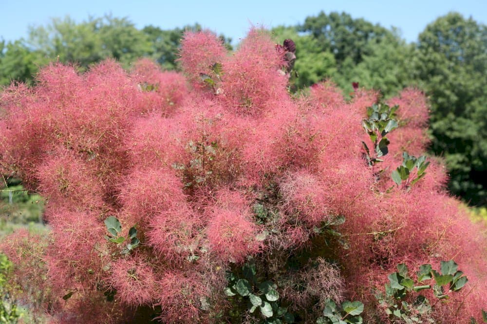 Smoke tree