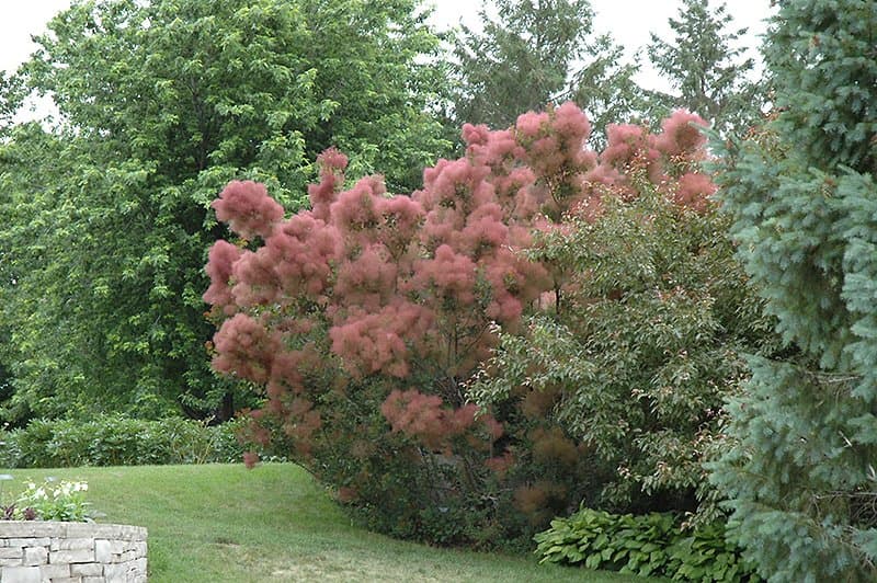 Smoke tree