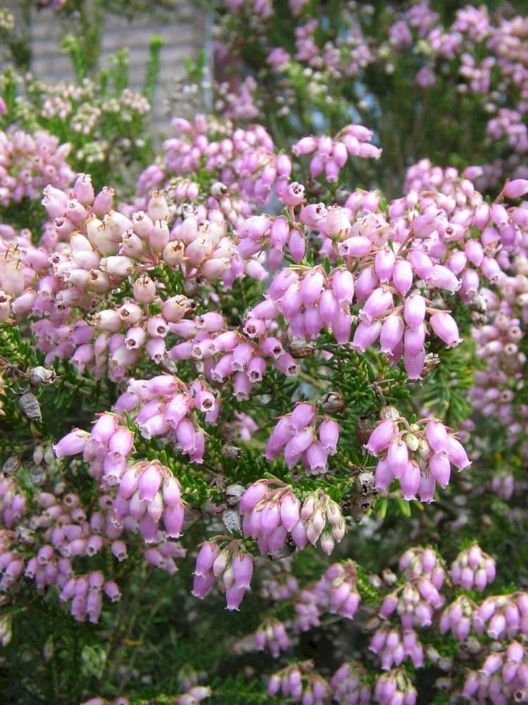 Corsican heath