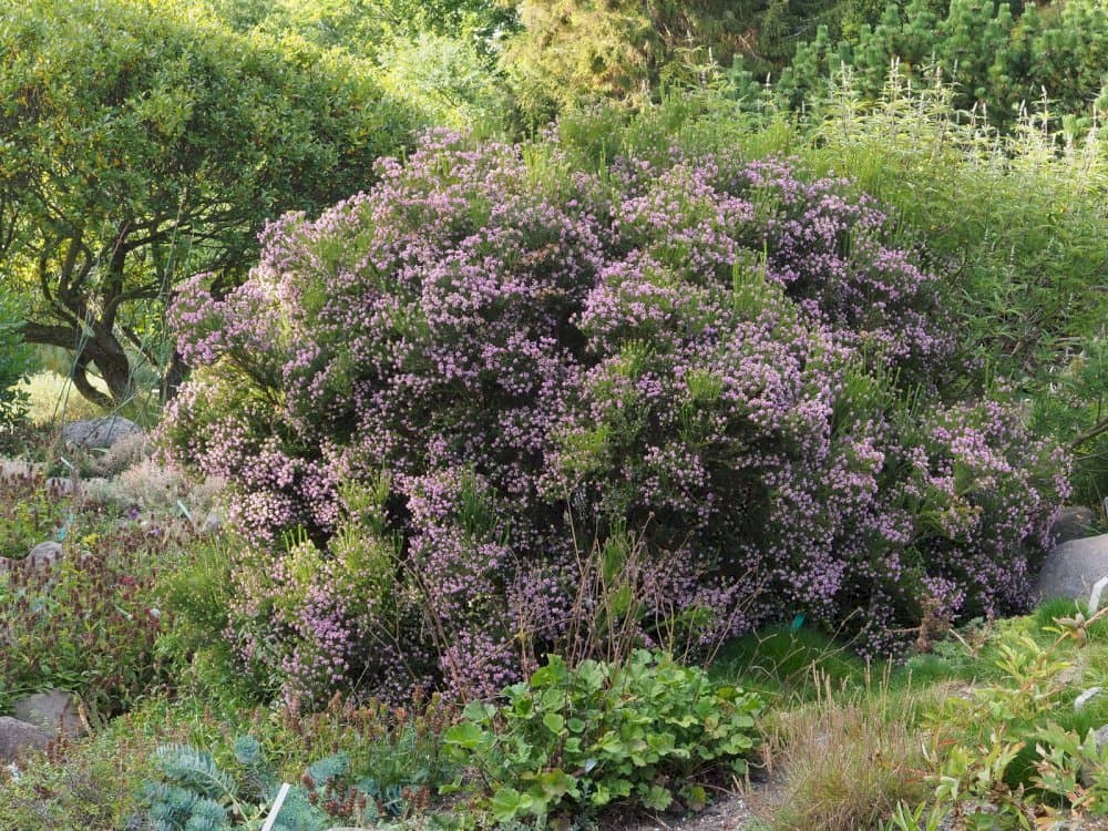 Corsican heath