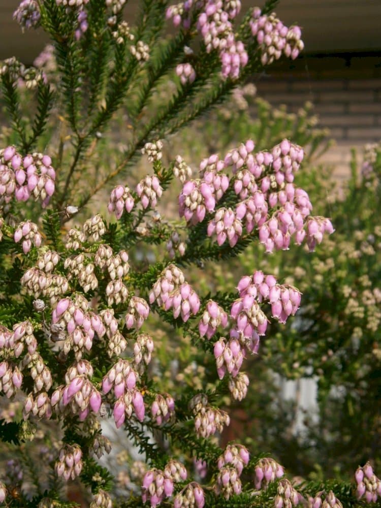 Corsican heath