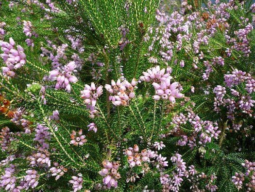 Corsican heath