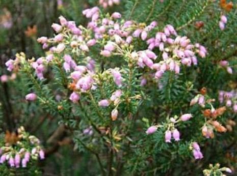 Corsican heath