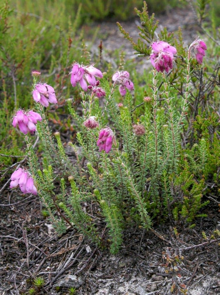 cross-leaved heath 'Pink Star'