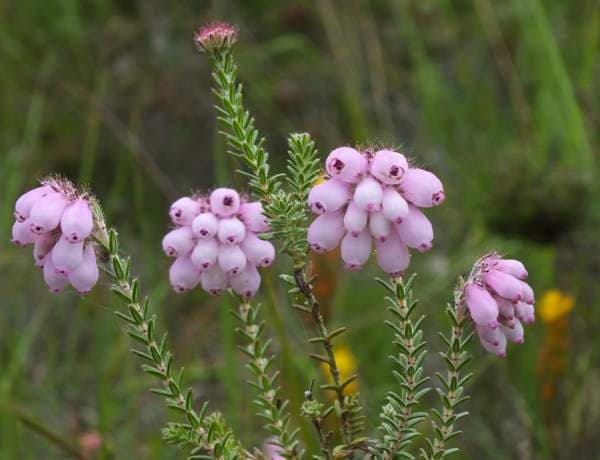 cross-leaved heath 'Pink Star'