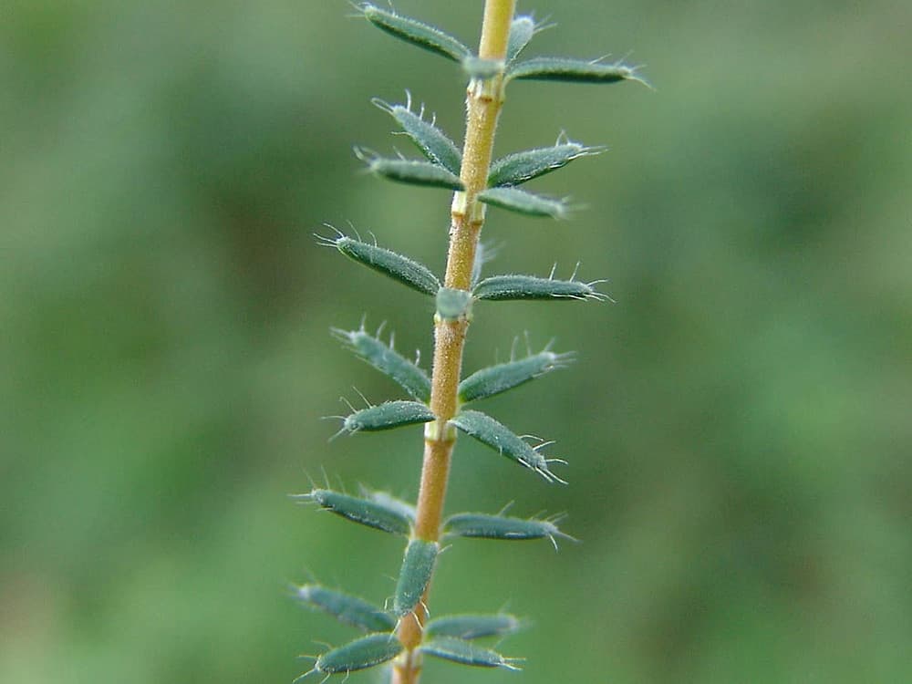 cross-leaved heath 'Pink Star'