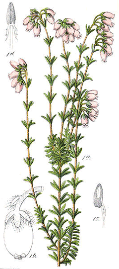 cross-leaved heath 'Pink Star'