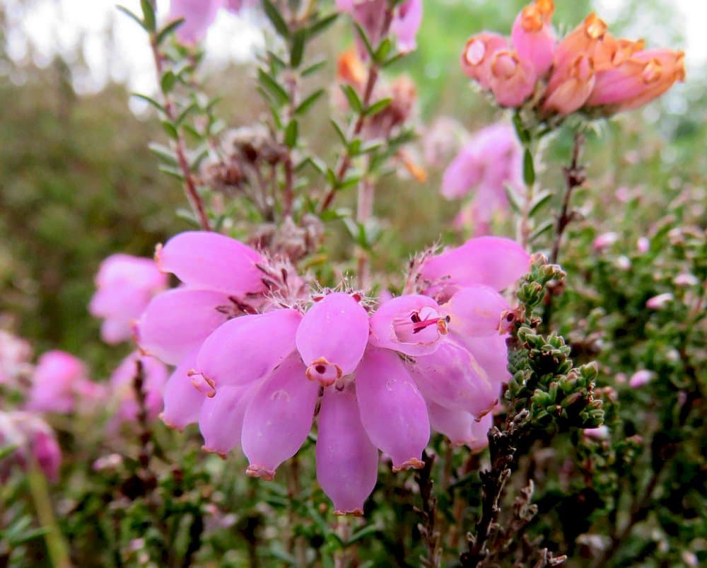 cross-leaved heath 'Pink Star'