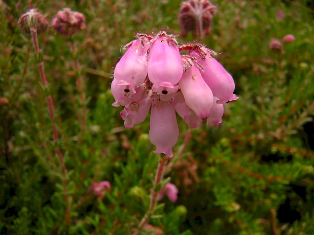 cross-leaved heath 'Pink Star'