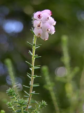 cross-leaved heath 'Pink Star'