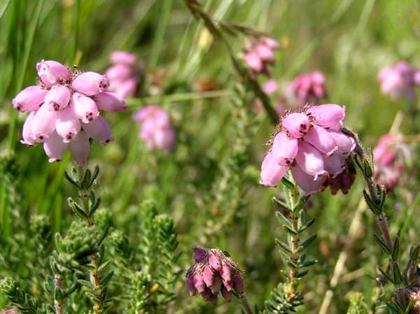 cross-leaved heath 'Pink Star'