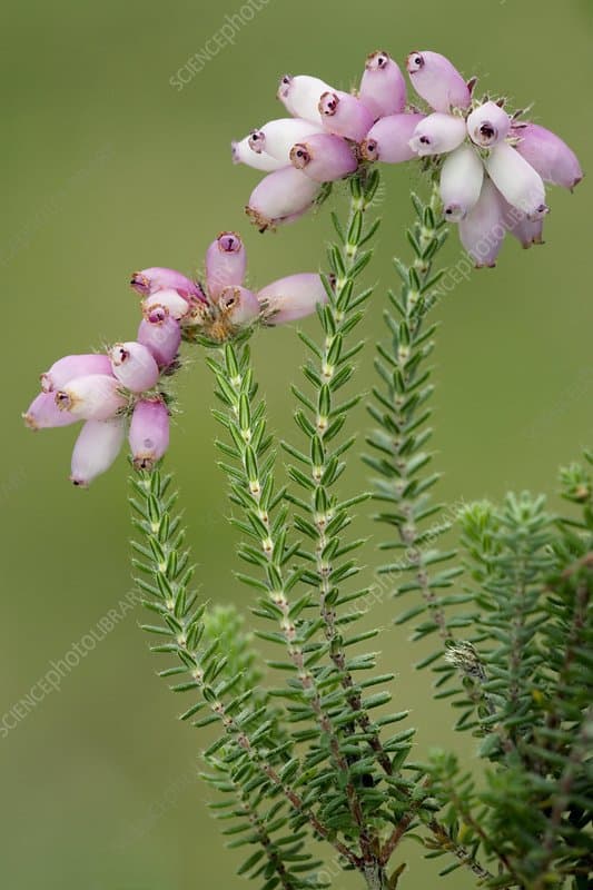 cross-leaved heath 'Pink Star'