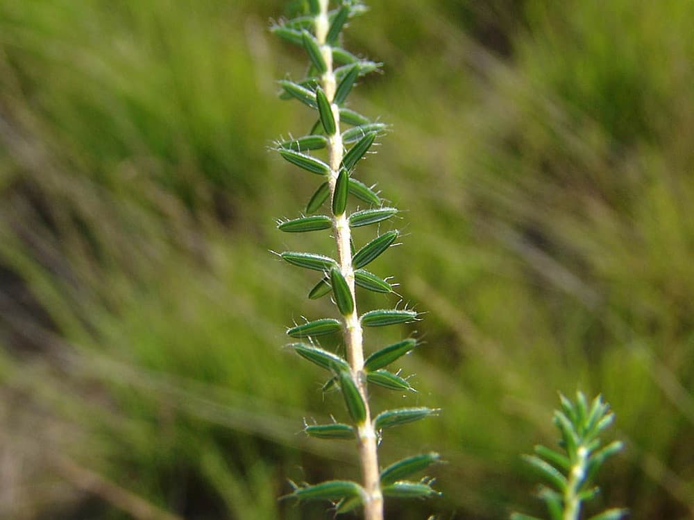 cross-leaved heath 'Pink Star'