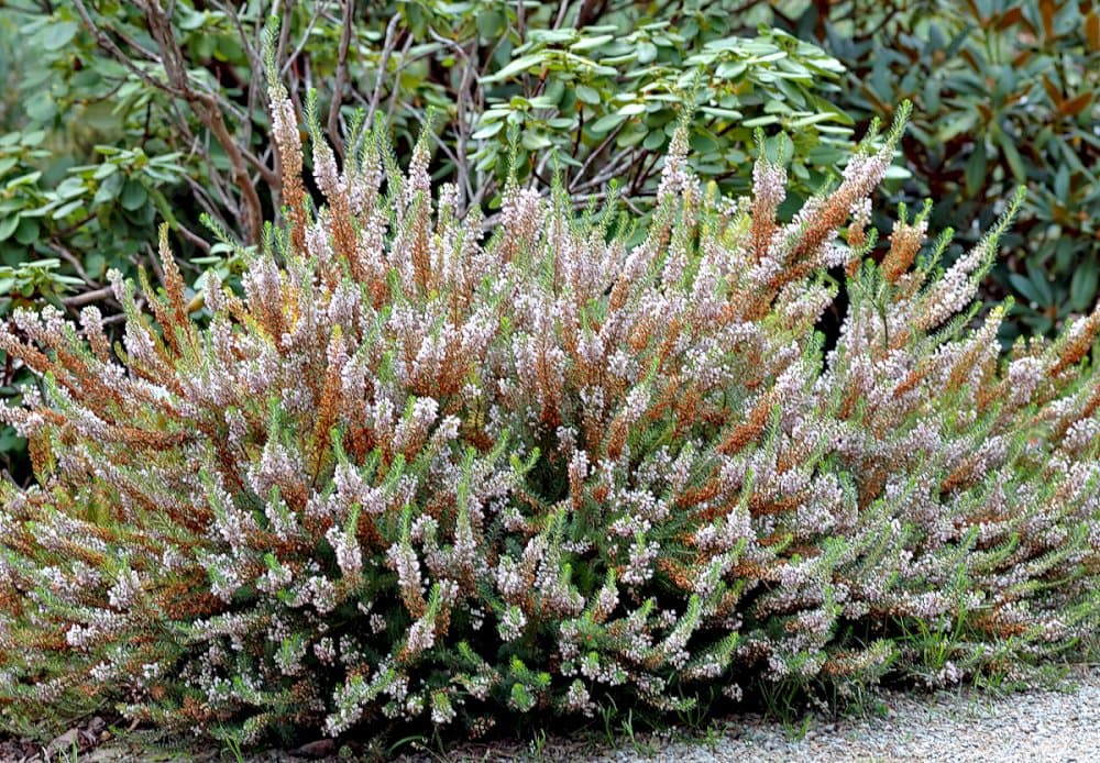 Cornish heath 'Kevernensis Alba'