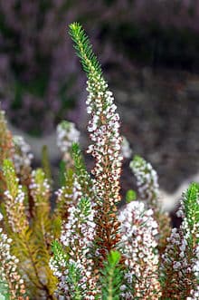 Cornish heath 'Kevernensis Alba'