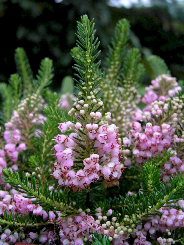 Cornish heath 'Kevernensis Alba'