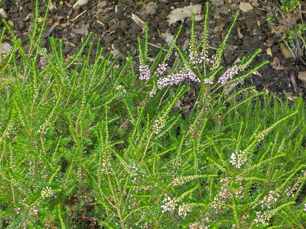 Cornish heath 'Kevernensis Alba'