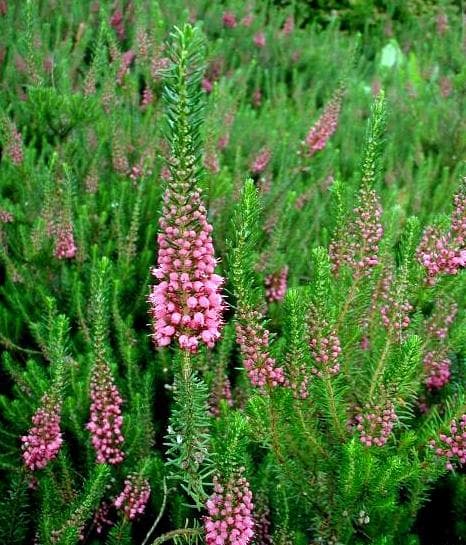 Cornish heath 'Kevernensis Alba'