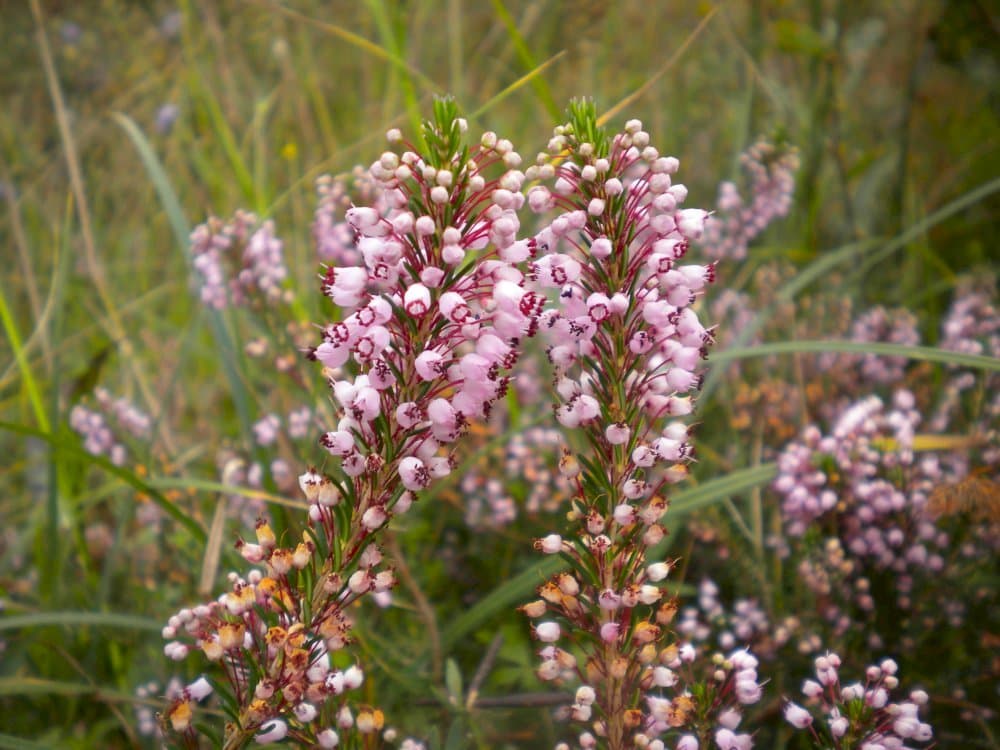 Cornish heath 'Kevernensis Alba'