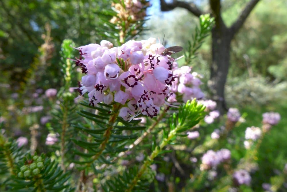 Cornish heath 'Kevernensis Alba'