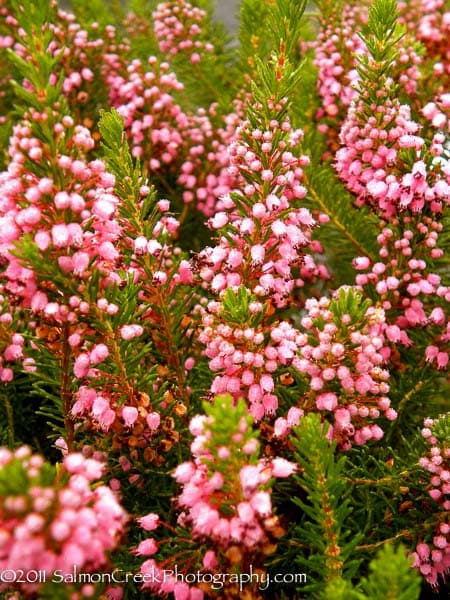 Cornish heath 'Kevernensis Alba'