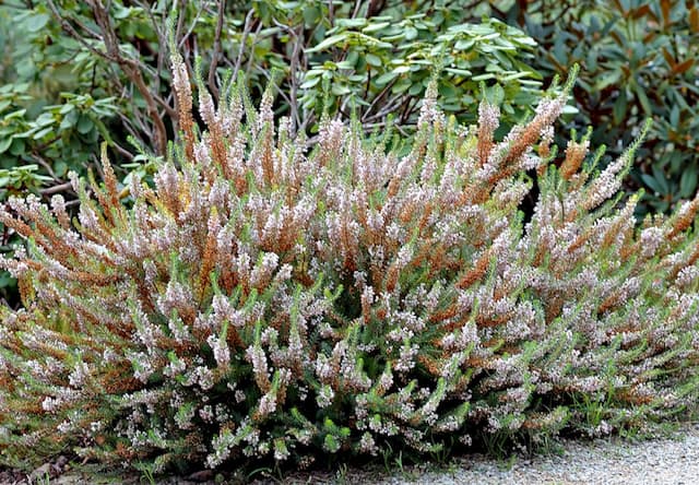 Cornish heath 'Birch Glow'