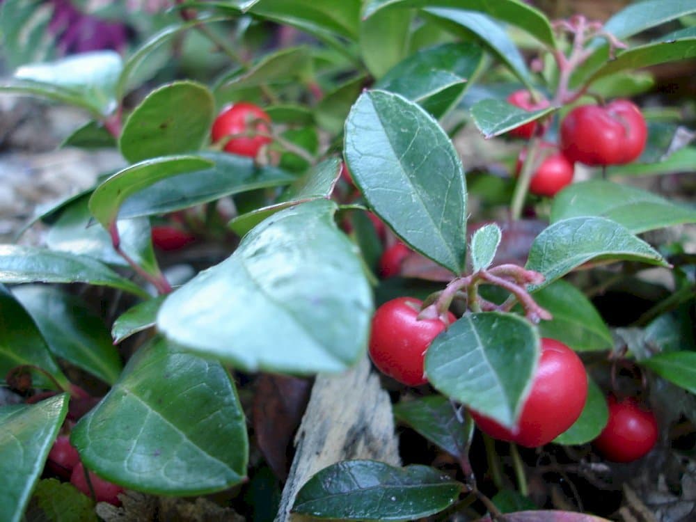 Checkerberry