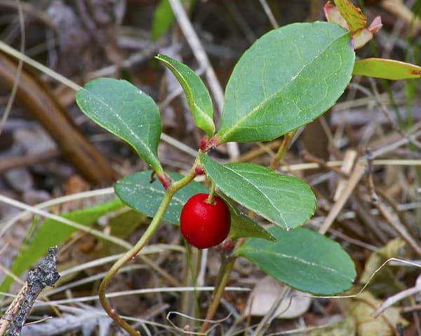 checkerberry