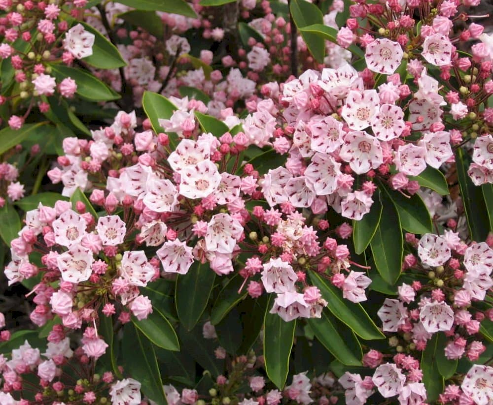 mountain laurel 'Pink Charm'