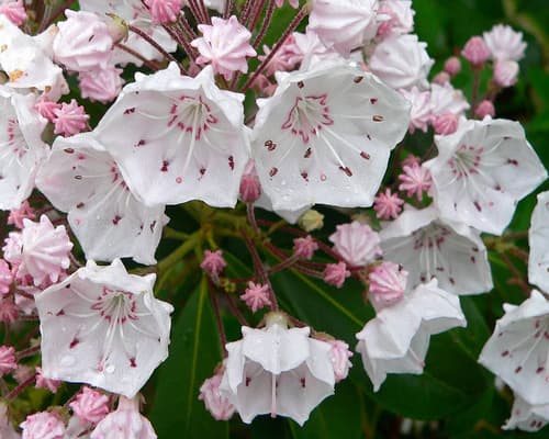 mountain laurel 'Pink Charm'