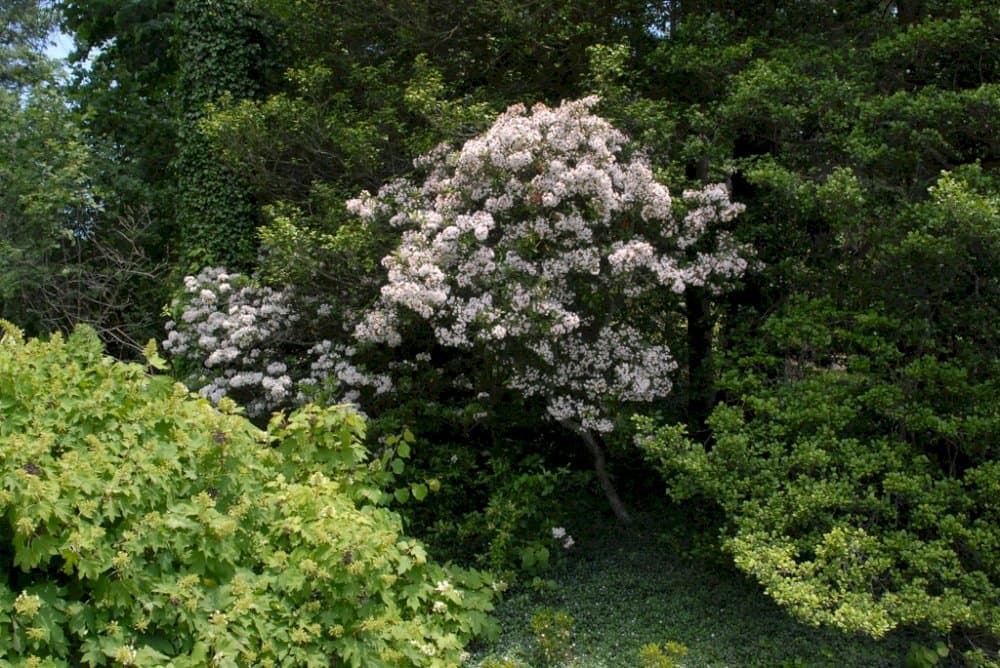 mountain laurel 'Pink Charm'