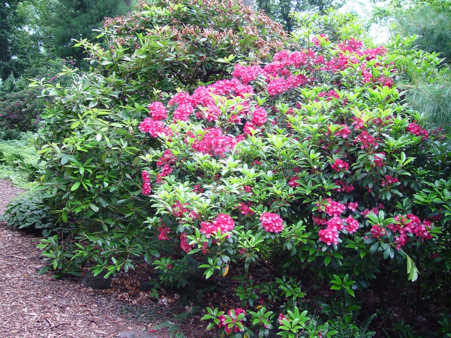 mountain laurel 'Pink Charm'