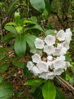 mountain laurel 'Pink Charm'