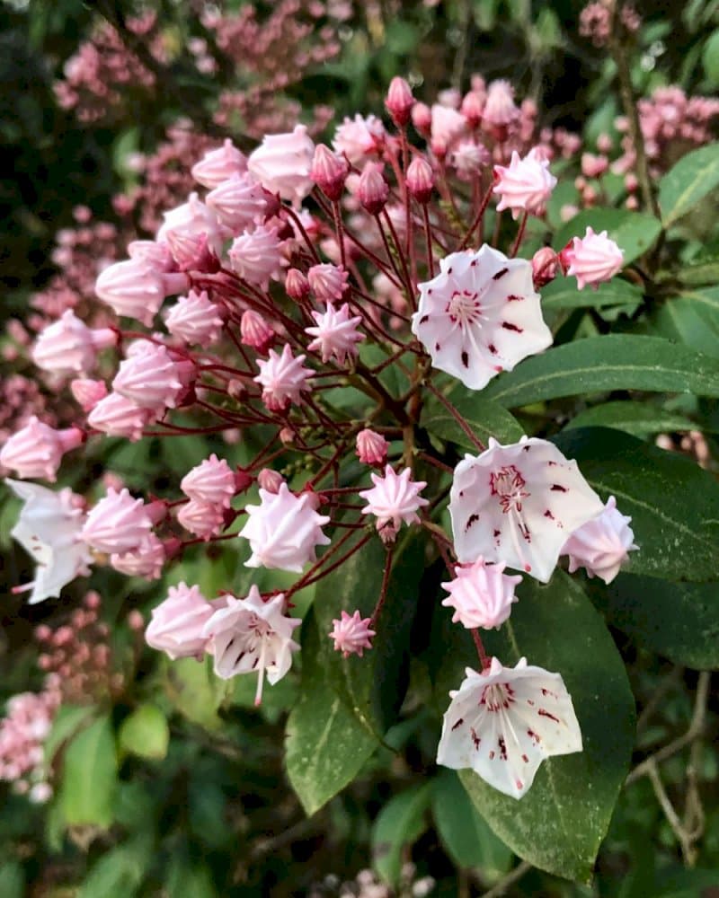 mountain laurel 'Pink Charm'