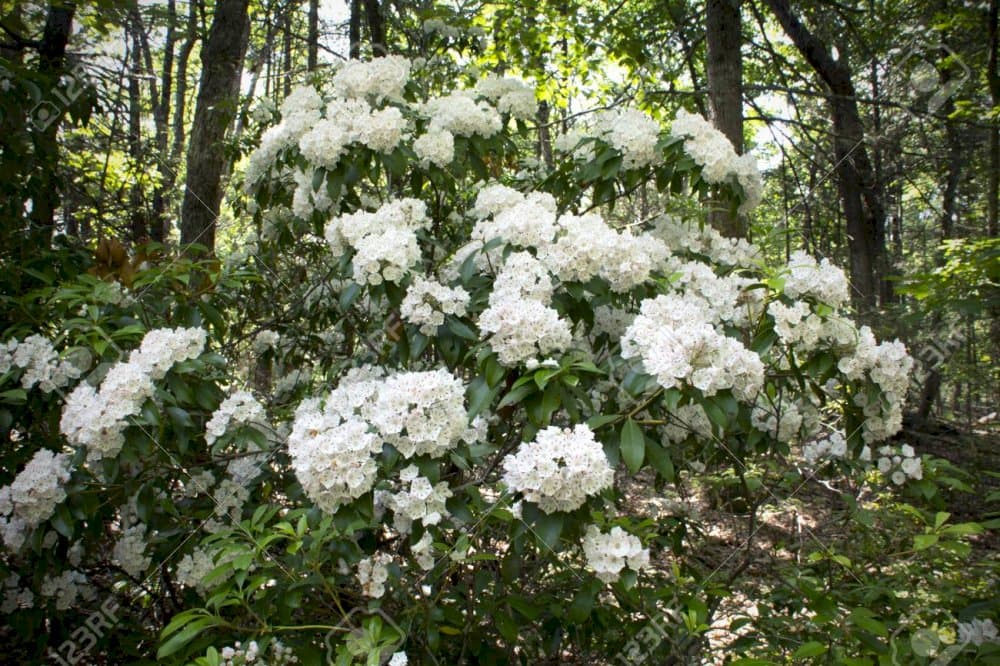 mountain laurel 'Pink Charm'