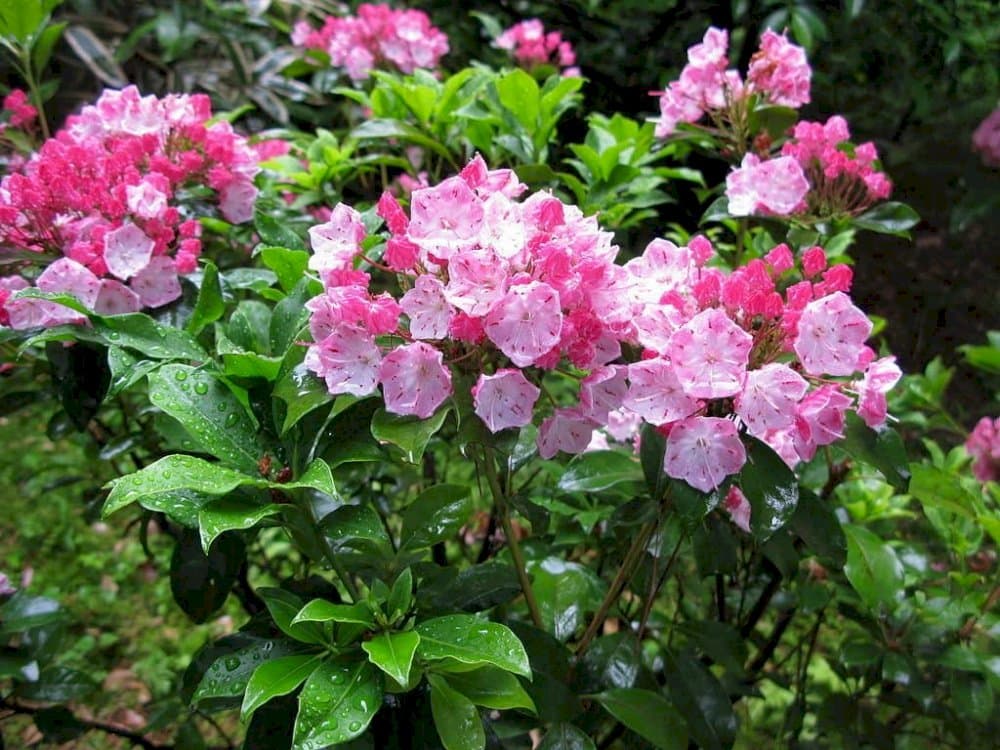 mountain laurel 'Olympic Fire'