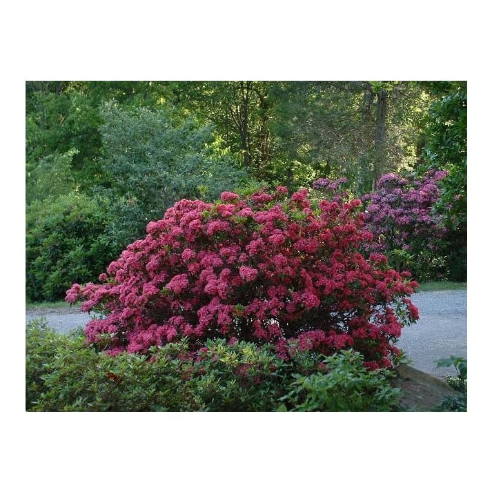 mountain laurel 'Olympic Fire'