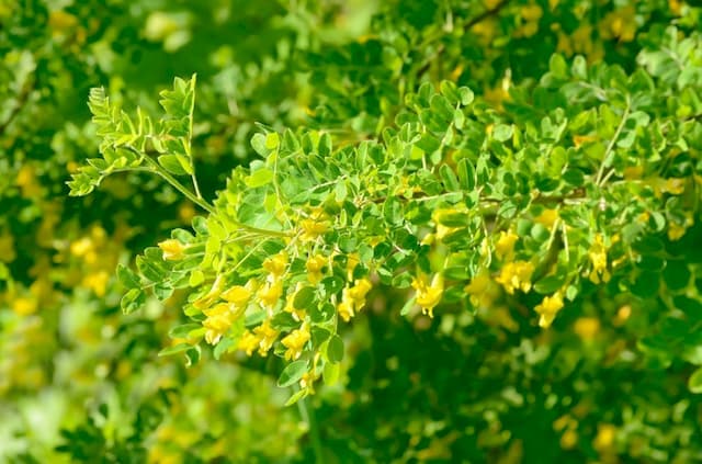 Siberian pea tree