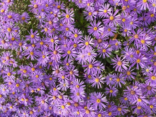 Aster 'Jungfrau'