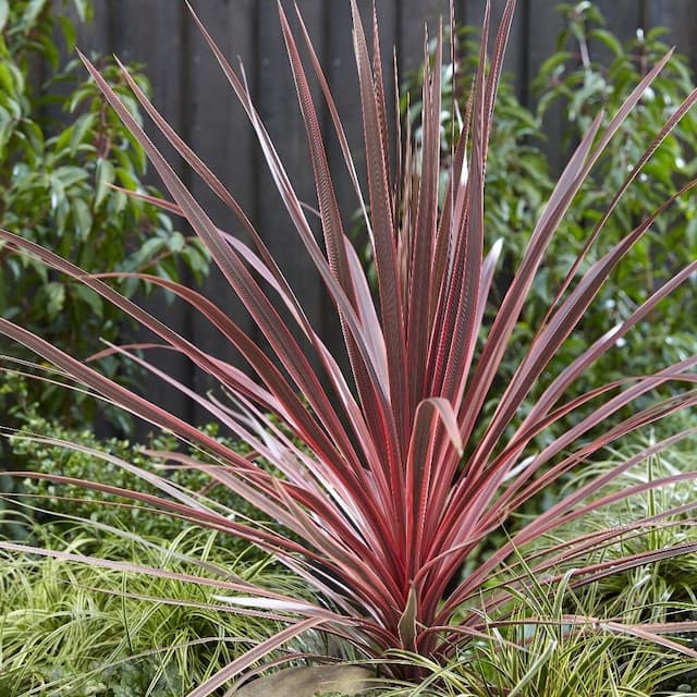 Cabbage Palm