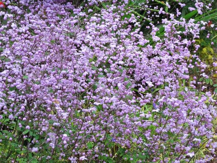 meadow rue 'Splendide'