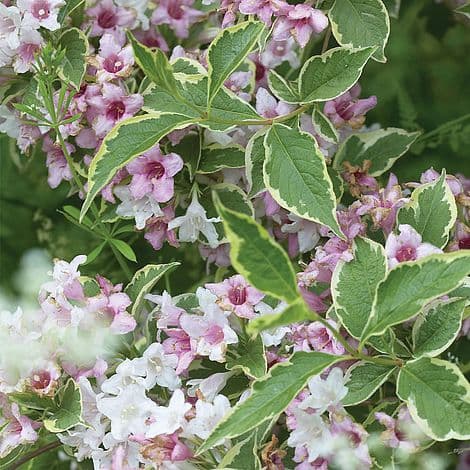 Weigela 'Nana Variegata'