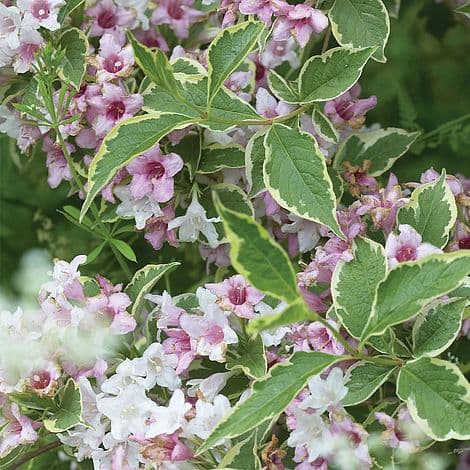 Weigela 'Nana Variegata'