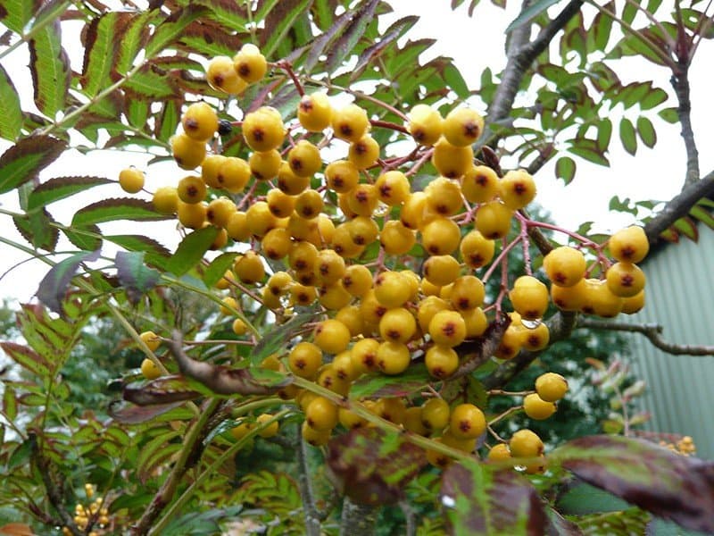 Sorbus 'Sunshine'